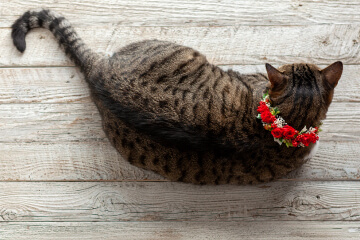 花で作られた猫の首輪