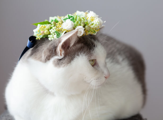 猫が喜ぶ花冠