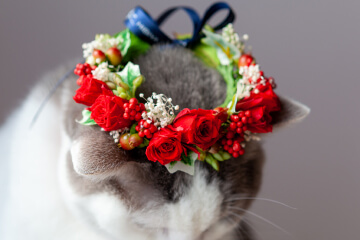 花冠と猫